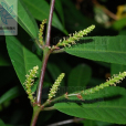 綠背桂花 綠背桂花