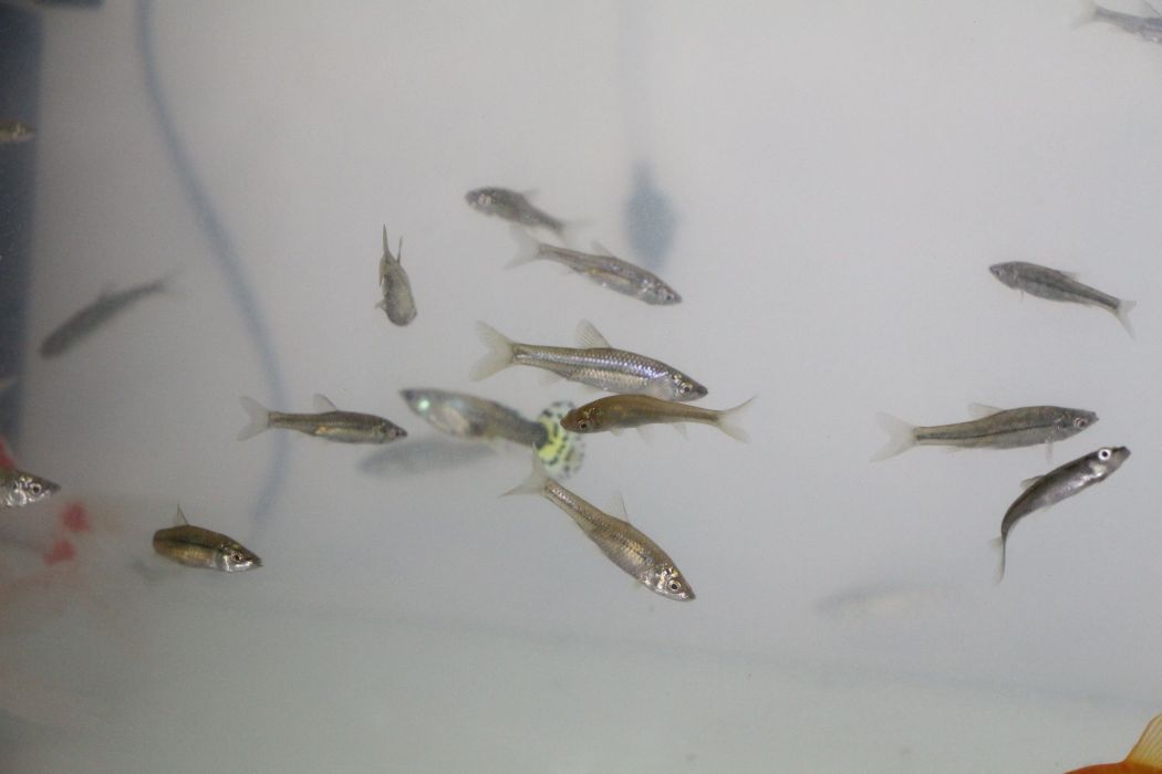灰色弓魚 灰色弓魚