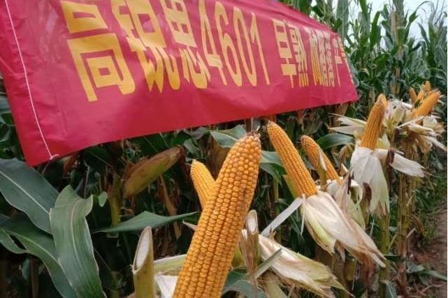 高銳思4601 高銳思4601