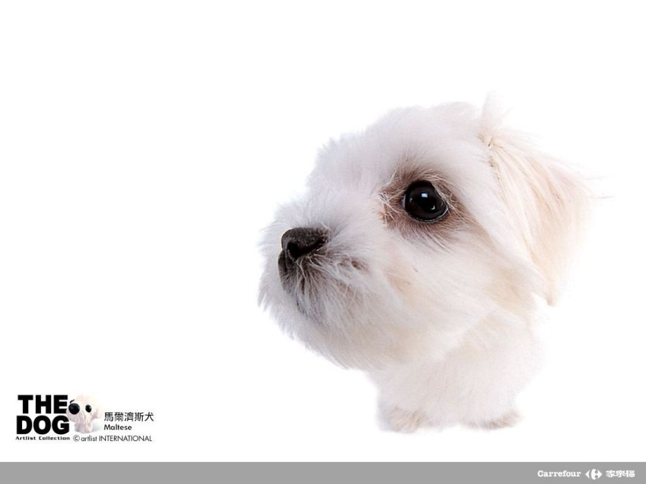 小狗狗(犬類)
