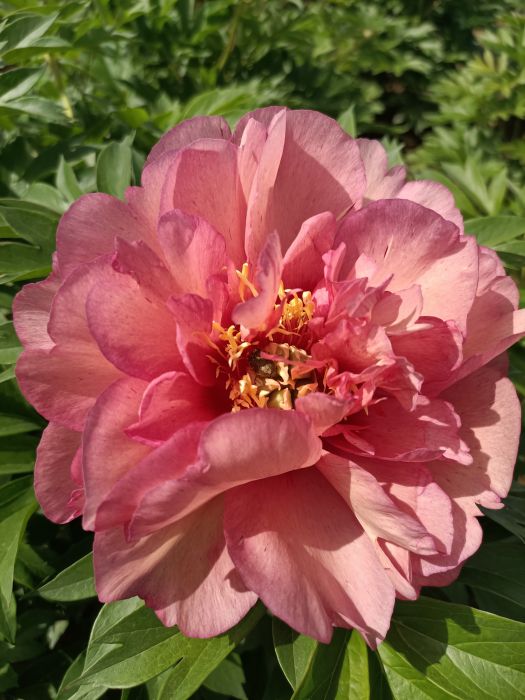 希拉蕊(牡丹花品種) 希拉蕊(牡丹花品種)