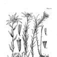 毛香火絨草 毛香火絨草