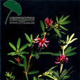 野火球(植物) 野火球(植物)