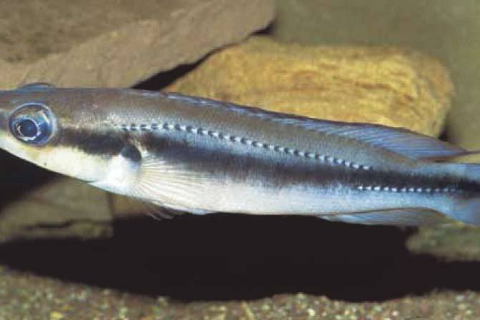 大眼矛麗魚 大眼矛麗魚