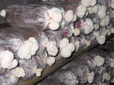 大量的人工栽培猴頭菇