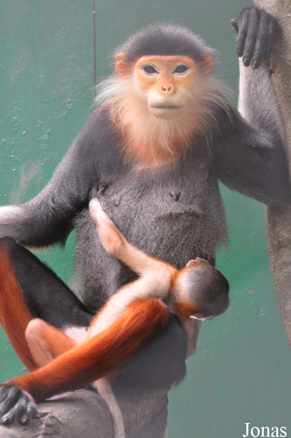 紅腿白臀葉猴(中國白臀葉猴)