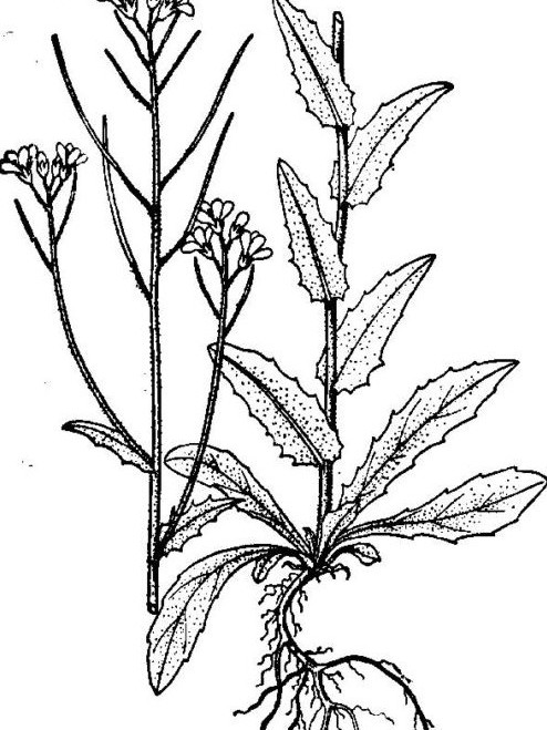 圓錐南芥 圓錐南芥