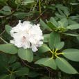 藍果杜鵑 藍果杜鵑