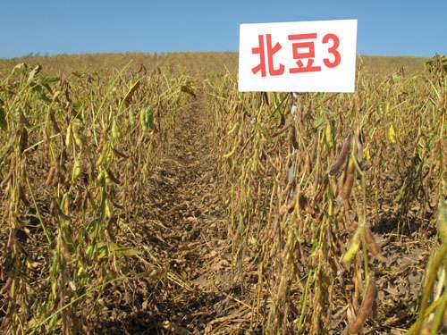 北豆3號 北豆3號