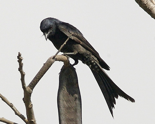 黑卷尾爪哇亞種