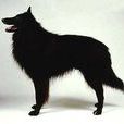 格羅安達犬 格羅安達犬