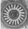 Trichodinella epizootica(Raabe,1950)Srádmek-Husek,1953