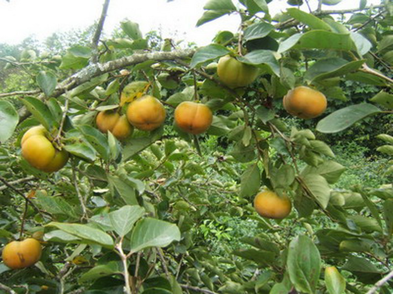 卡房鎮甜脆柿種植
