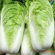 青研八號 青研八號