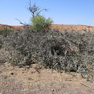 Combretum wattii