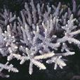 粗糙鹿角珊瑚