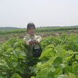 大吉山鎮 大吉山鎮
