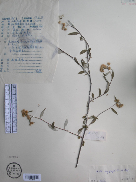 銀鱗紫菀 銀鱗紫菀