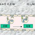 趨化作用 趨化作用