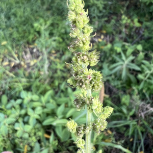 Mesosphaerum pectinatum