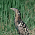 麻鳽屬 麻鳽屬