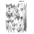白鱗刺子莞 白鱗刺子莞