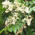 人面子(無患子目漆樹科植物) 人面子(無患子目漆樹科植物)