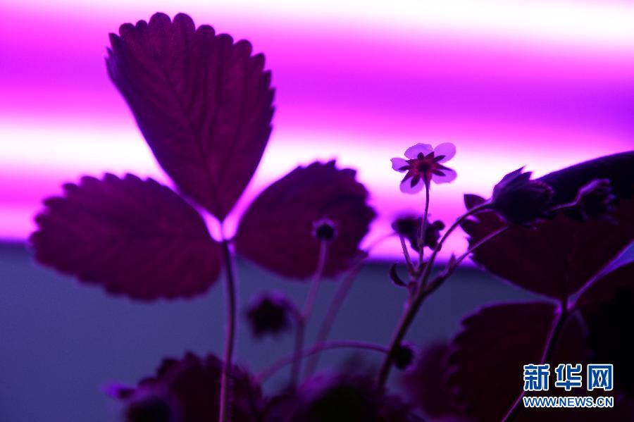 LED轉光生態玻璃搭建的大棚下植物