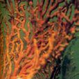 橙紅角珊瑚