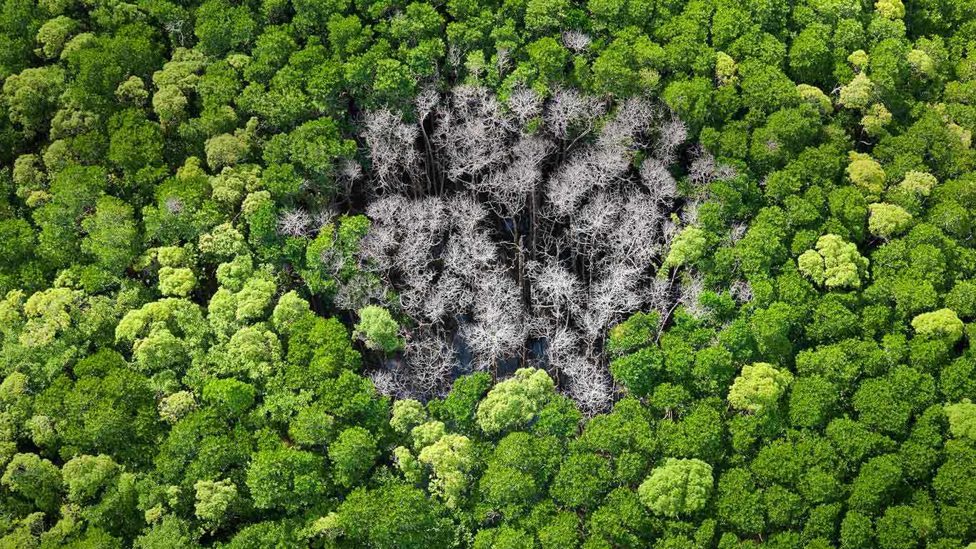 世界最古老雨林正在消失...