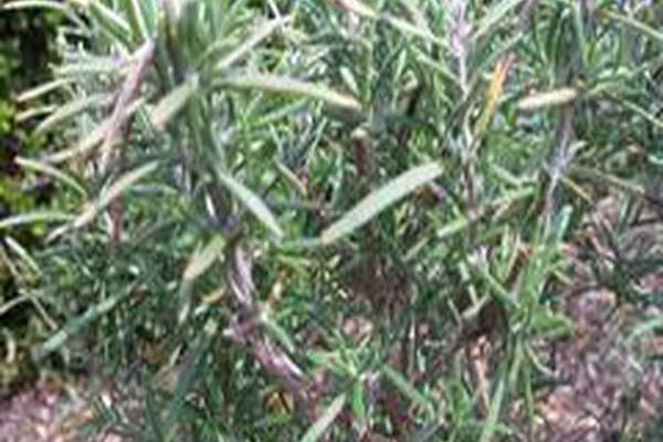 Salvia rosmarinus \x27Salem\x27