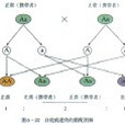 基因分離定律 基因分離定律