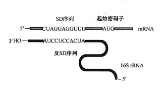 mRNA上的SD序列與16S rRNA上的反SD序列結合