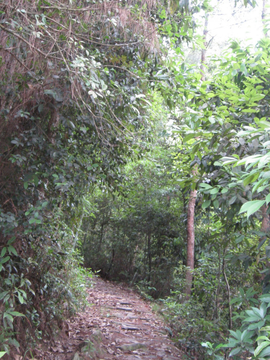 羅山嶺古道 羅山嶺古道