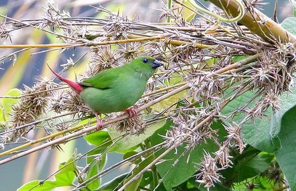 綠尾鸚雀