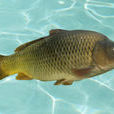 鯉魚(鯉拐子)