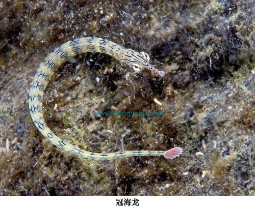 冠海龍 冠海龍