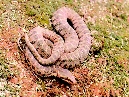 土灰蛇