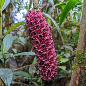 Sphaeradenia purpurea