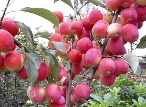 小果秀麗莓(變種)(小果秀麗莓) 小果秀麗莓(變種)(小果秀麗莓)