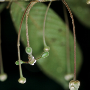 Cremastosperma bullatum