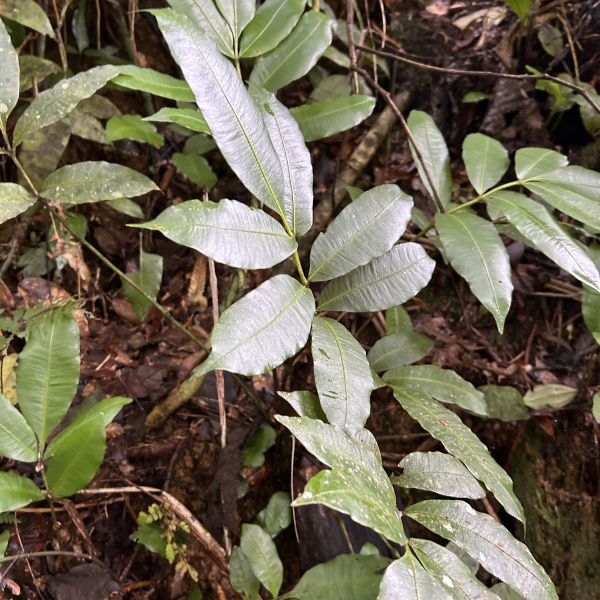 Danaea arbuscula