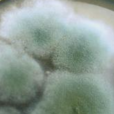 水黴菌 水黴菌