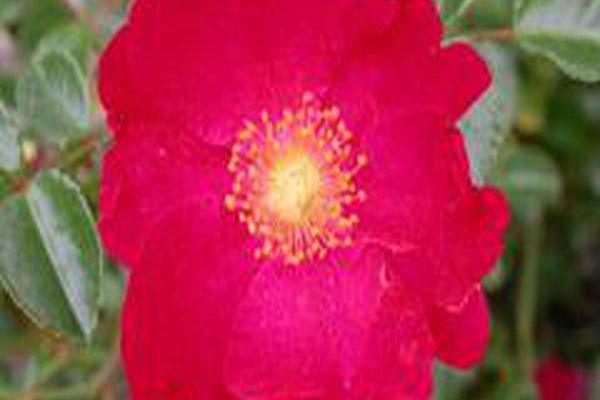 Rosa \x27Noare\x27 RED FLOWER CARPET