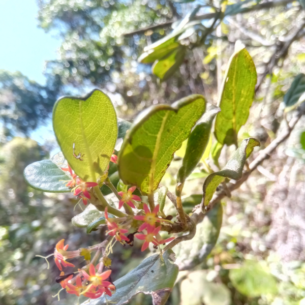 Danais pubescens