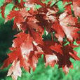 馬莫(美國紅楓品種) 馬莫(美國紅楓品種)