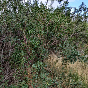Schinus patagonica