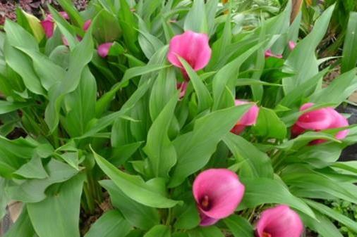 Zantedeschia rehmannii Zantedeschia rehmannii