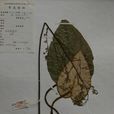 秀麗兔兒風 秀麗兔兒風