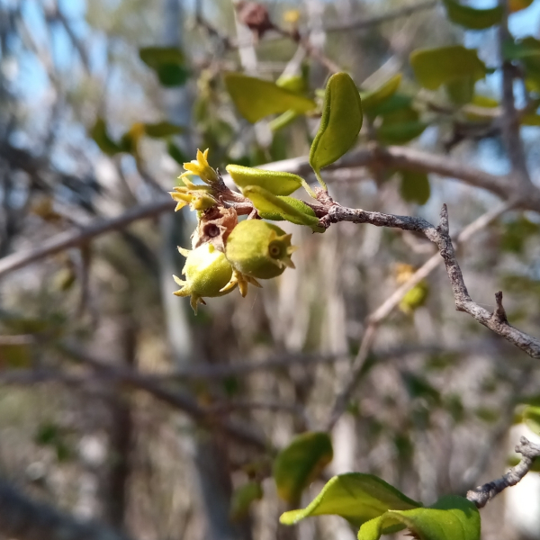 Paracephaelis saxatilis
